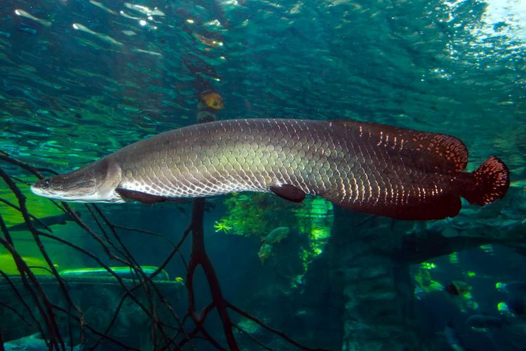 Ikan arapaima