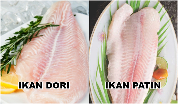 Perbedaan ikan patin dan ikan dori
