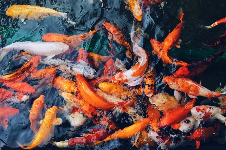 Jenis jenis ikan koi