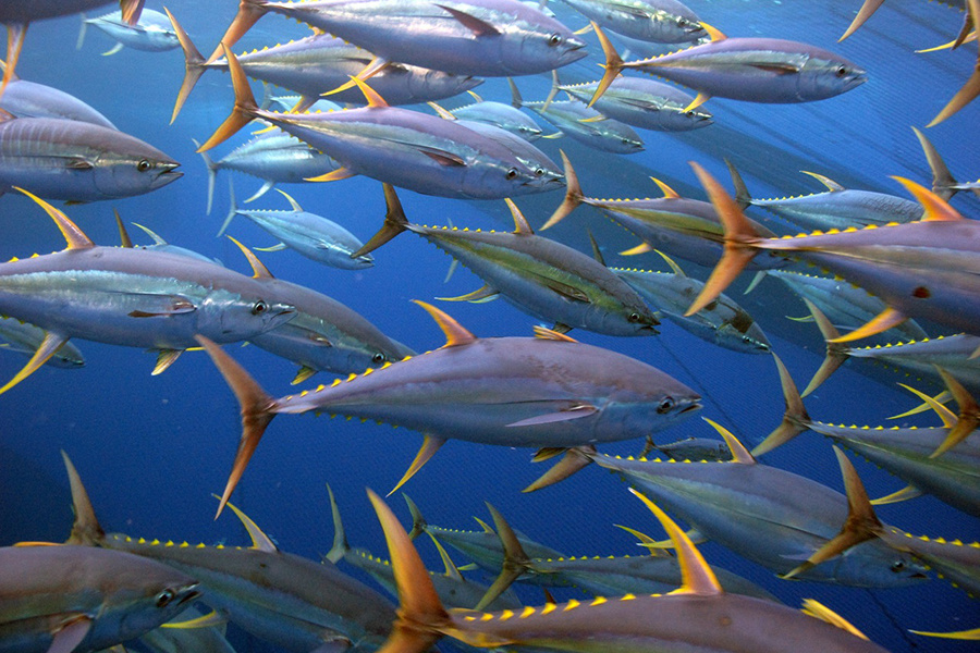 Migrasi Ikan