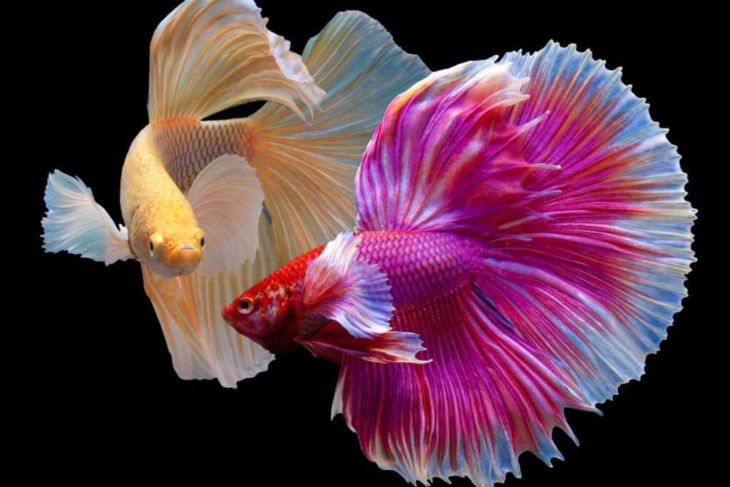 Betta Fish