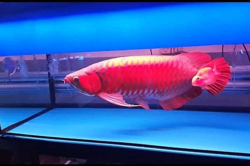 Ikan Arwana Super Red